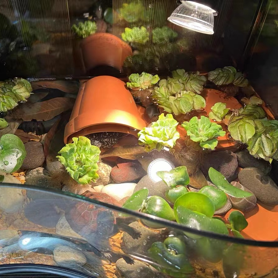 浮萍水草活体淡水水生植物净化水质水族箱造景观养龟鱼套餐鱼缸 - 图2