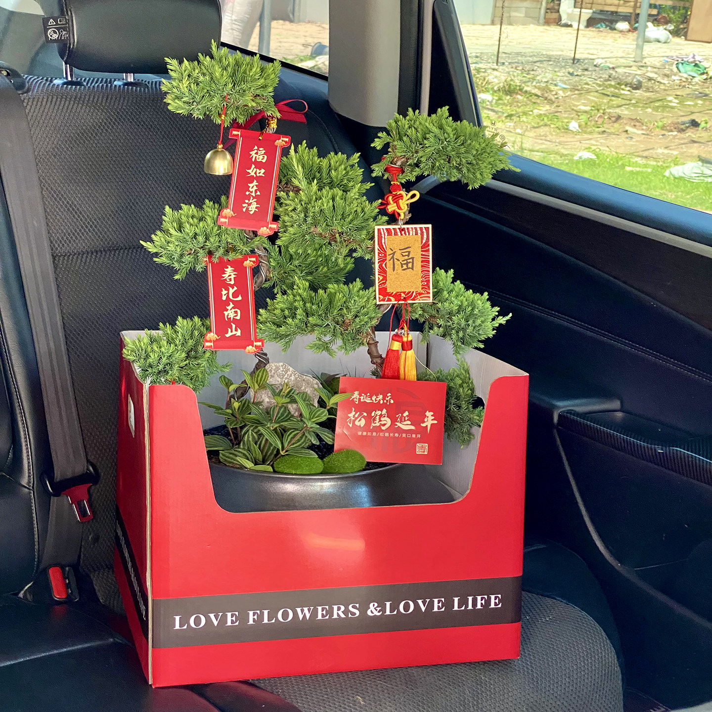 五层塔松盆栽迎客松树盆景客厅高档名贵绿植室内植物乔迁开业礼物,淘宝优惠券,粉丝福利购,淘宝优惠卷