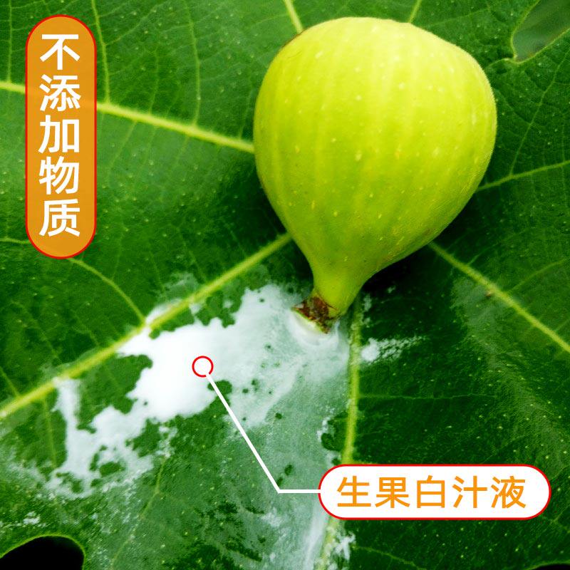 新鲜无花果白奶汁树叶子枝液体原浆5 7 10ml药用现采点猴瘊子扁平