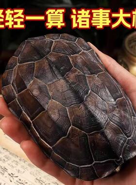 天然真乌龟壳龟甲六爻64摇卦算挂