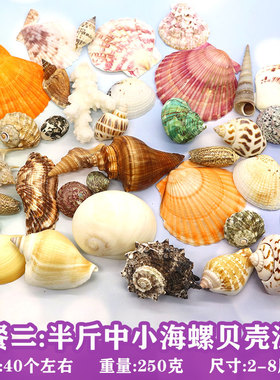天然贝壳海螺手工打孔寄居蟹壳