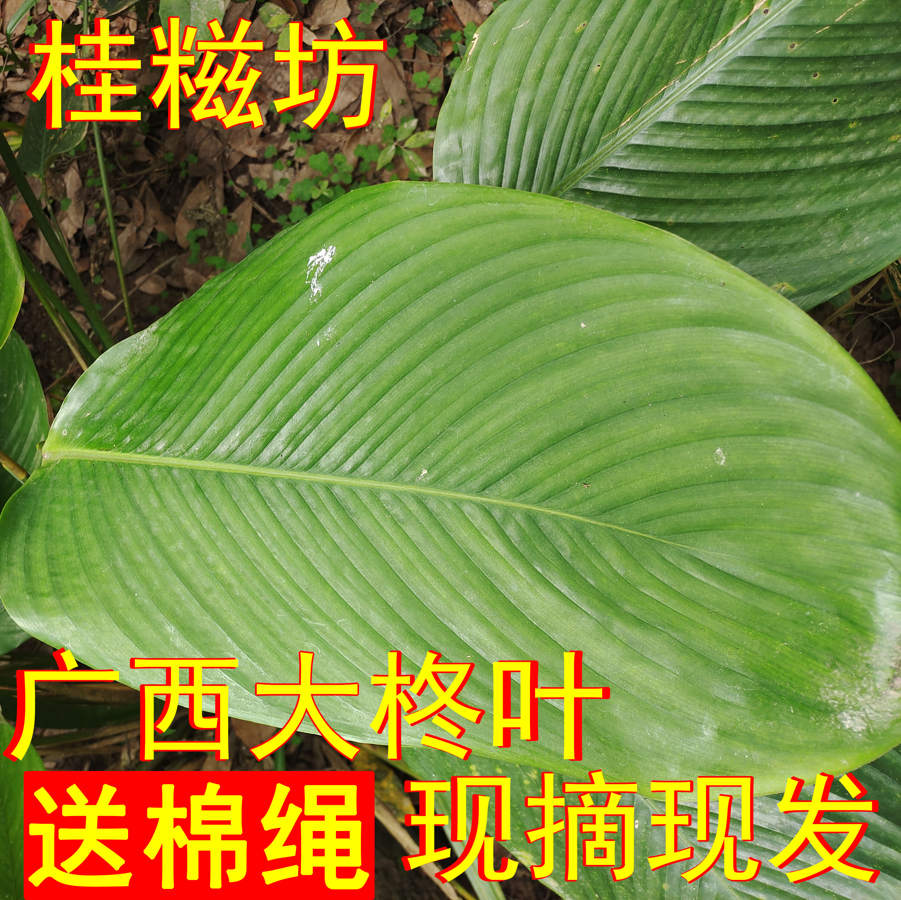 广西大粽子叶新鲜现摘粽子叶裹蒸粽冬叶大柊叶粽叶100张送棉绳-图0