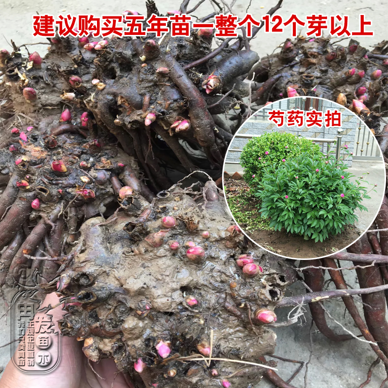 芍药大根块多年生花卉盆栽根茎庭院地栽植物芍药花苗带芽大根花卉 - 图1