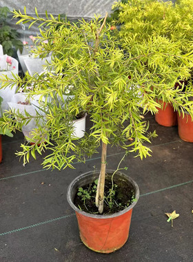 黄金香柳植物花苗 室外庭院阳台植物 千层金盆栽四季常青易活好养