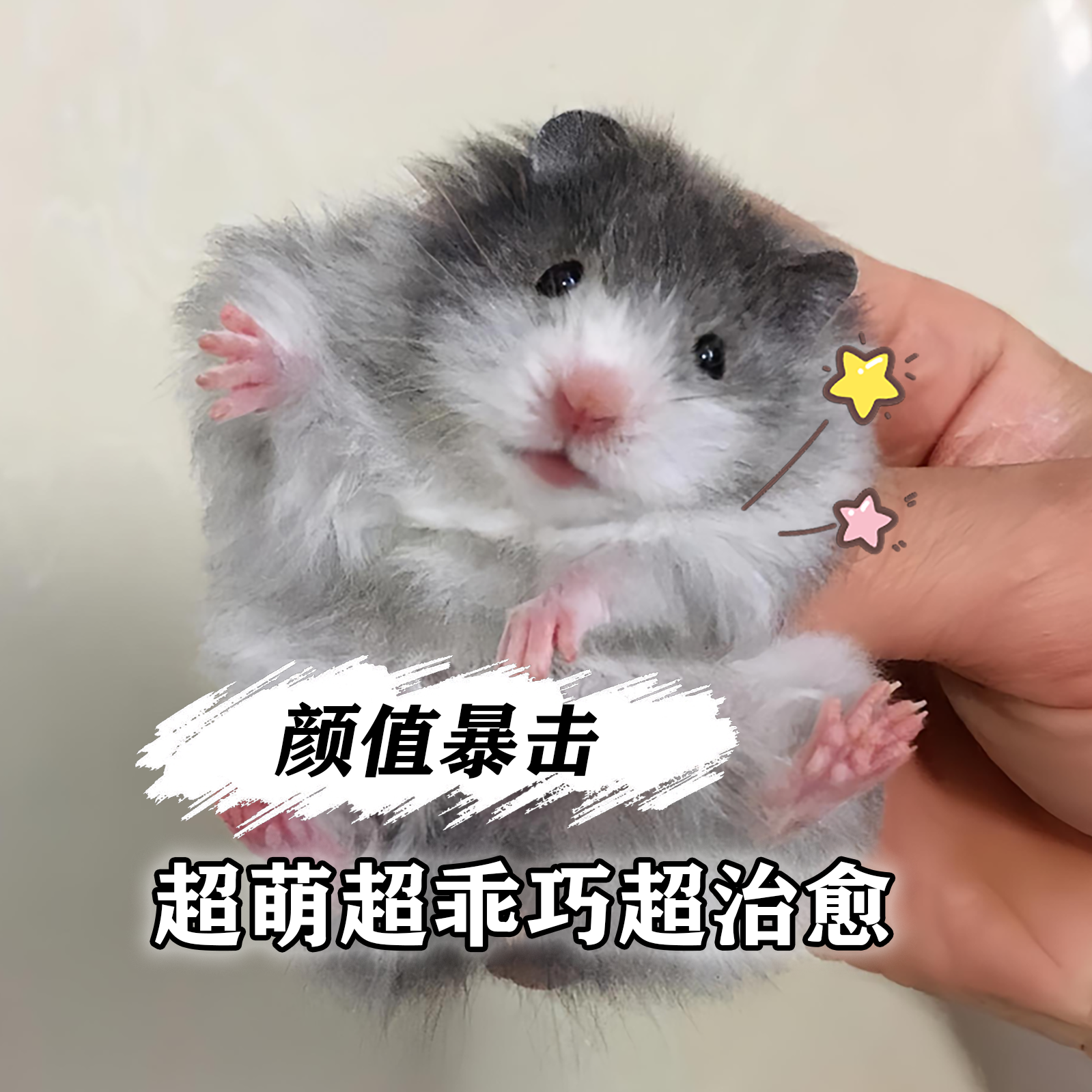 【藤盒】家养稀有卷毛金丝熊活物黑火密波利肉桂鸽灰高颜值小仓鼠,淘宝优惠券,粉丝福利购,淘宝优惠卷