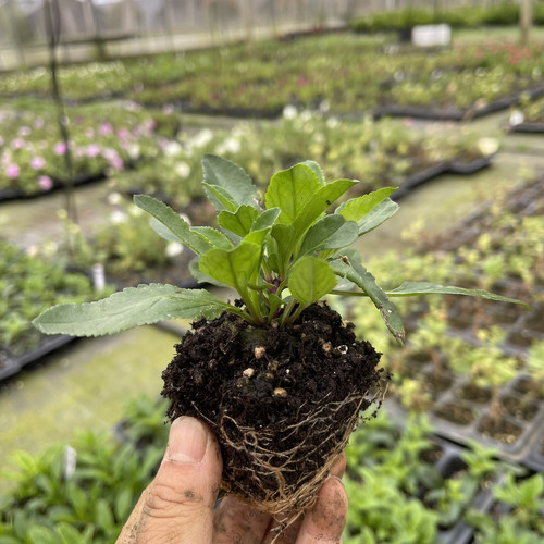 满24包邮 穗花婆婆纳苗 花园阳台花卉多年生花期长喜阳耐半荫 - 图0