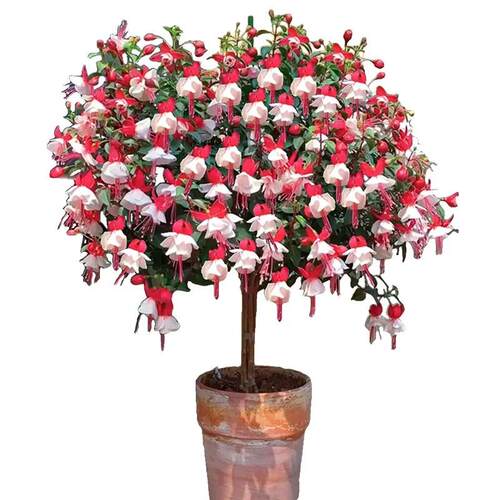 倒挂金钟花苗 灯笼花重瓣多季节开花花卉植物可做棒棒糖 - 图1
