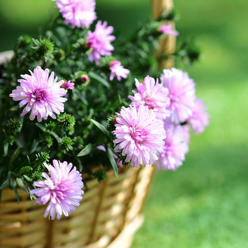 满24元包邮紫菀荷兰菊 花苗 小卡罗 多年生耐热耐寒宿根庭院植物 - 图3