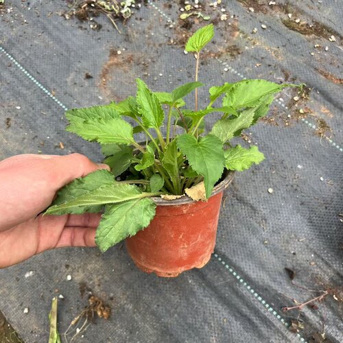 满24元包邮宿根风铃草重瓣红衣小苗萨拉斯托粉章鱼多年生耐寒耐热 - 图0
