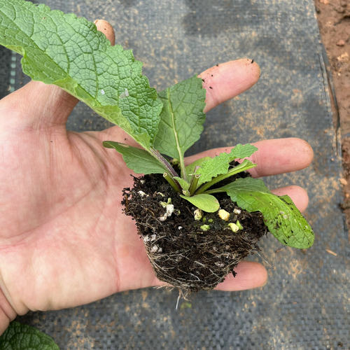 满24元包邮 毛蕊花小苗混色南方魅力耐寒花卉阳台盆栽花镜花期长 - 图0