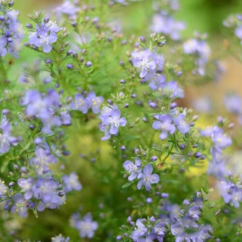 哈密瓜地肤盆栽 芳香 常绿耐寒耐热 多年生易开花好养阳台盆栽植 - 图3