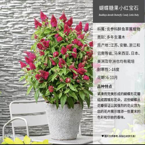 满24元包邮 醉鱼草花苗 盆栽室外庭院多年生宿根灌木耐寒耐热 - 图1