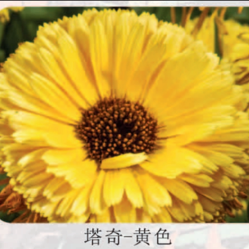 满24元包邮 重瓣金盏菊花苗 世家 耐热耐寒植物 干花素材 - 图1