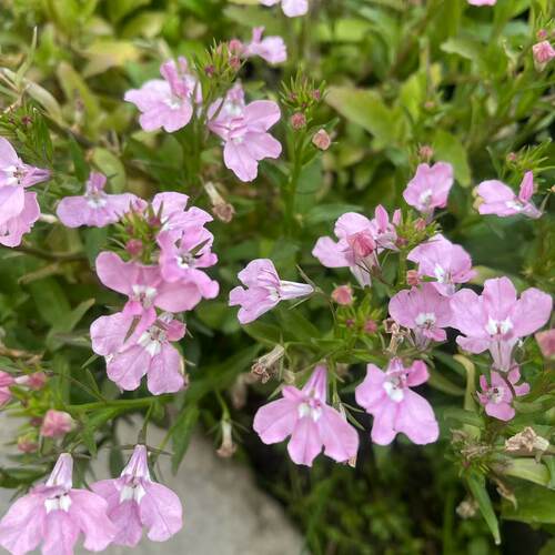 满24元包邮垂吊半边莲花苗 六倍利花苗  翠蝶花 易养草本阳台庭院 - 图3