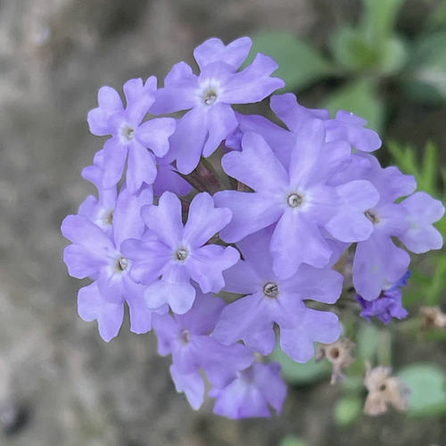 满24元包邮细叶美女樱花苗祥和系列多年生庭院植物耐热耐寒易开花 - 图3