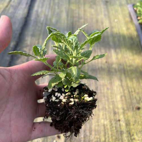 满24元包邮美女樱花苗 多色多年生好养活庭院植物 耐热耐寒易开花 - 图1