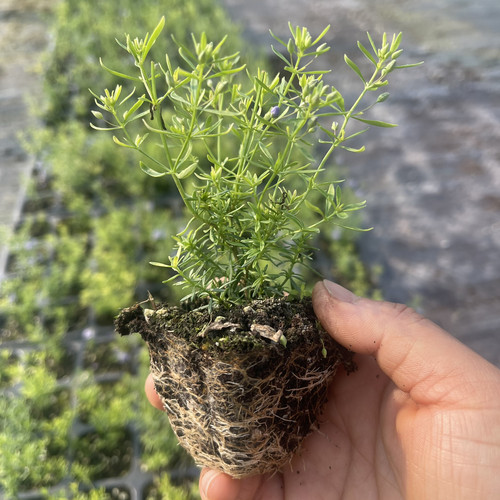 哈密瓜地肤盆栽 芳香 常绿耐寒耐热 多年生易开花好养阳台盆栽植 - 图0