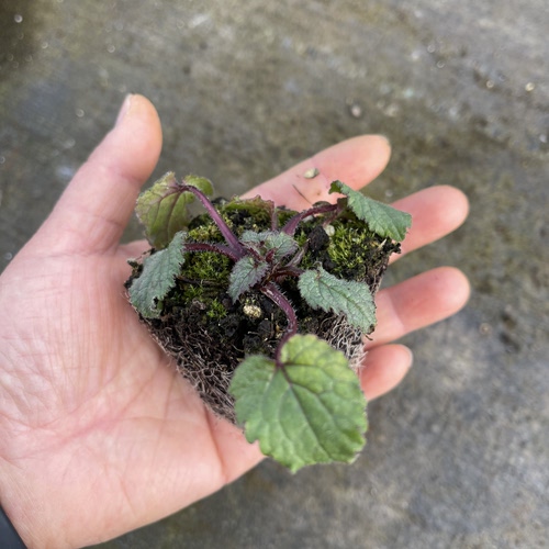 满24元包邮宿根风铃草重瓣红衣小苗萨拉斯托粉章鱼多年生耐寒耐热 - 图3