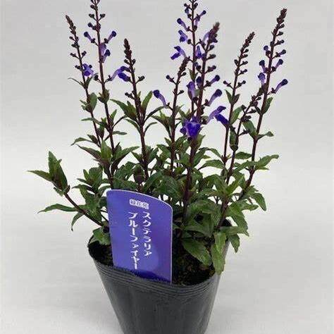 满24元包邮 黄芩“蓝火”苗蓝紫色系线条植物 耐热花园宿根庭院 - 图2