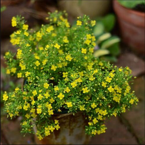 哈密瓜地肤盆栽 芳香 常绿耐寒耐热 多年生易开花好养阳台盆栽植 - 图2