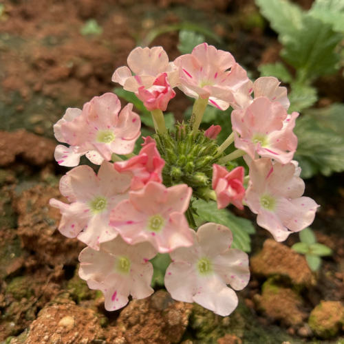 满24元包邮美女樱花苗 多色多年生好养活庭院植物 耐热耐寒易开花 - 图2