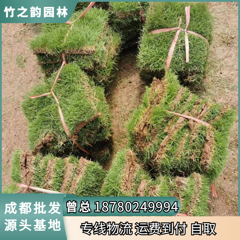 草坪草皮带泥土台湾二号矮麦冬草庭院四季青真草皮马尼拉免修剪草-图0