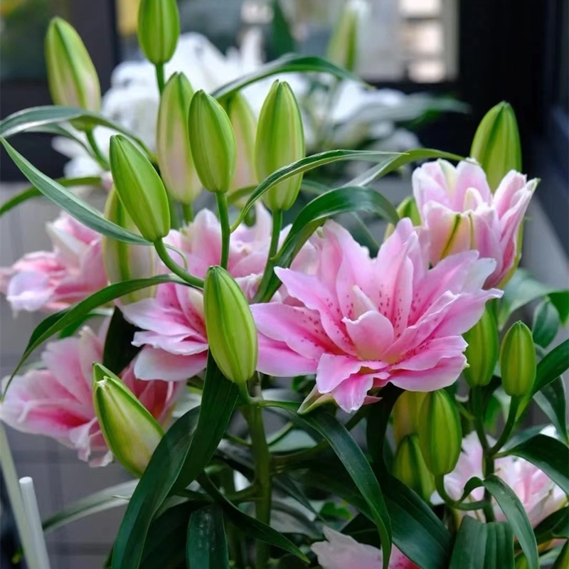 香水百合种球盆栽重瓣百合四季开花室内外好养易活花卉植物花种子 - 图0