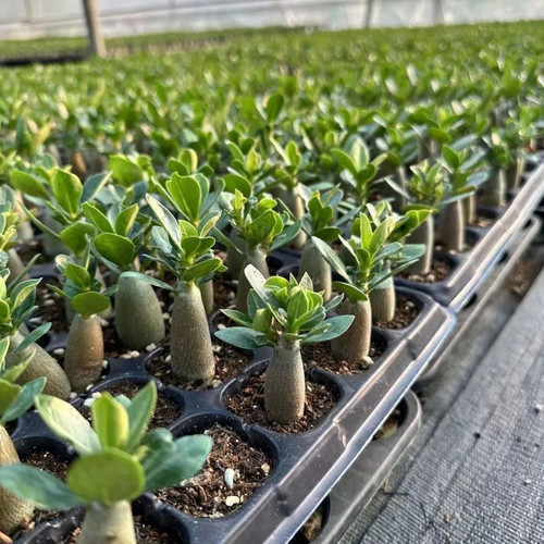沙漠玫瑰盆栽沙漠玫瑰重瓣四季盆栽耐旱好养活南北方栽植易成活 - 图2