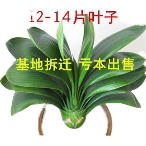 君子兰盆栽四季老苗花卉植物室内庭院水培绿植好养圆头和尚大小苗 - 图3
