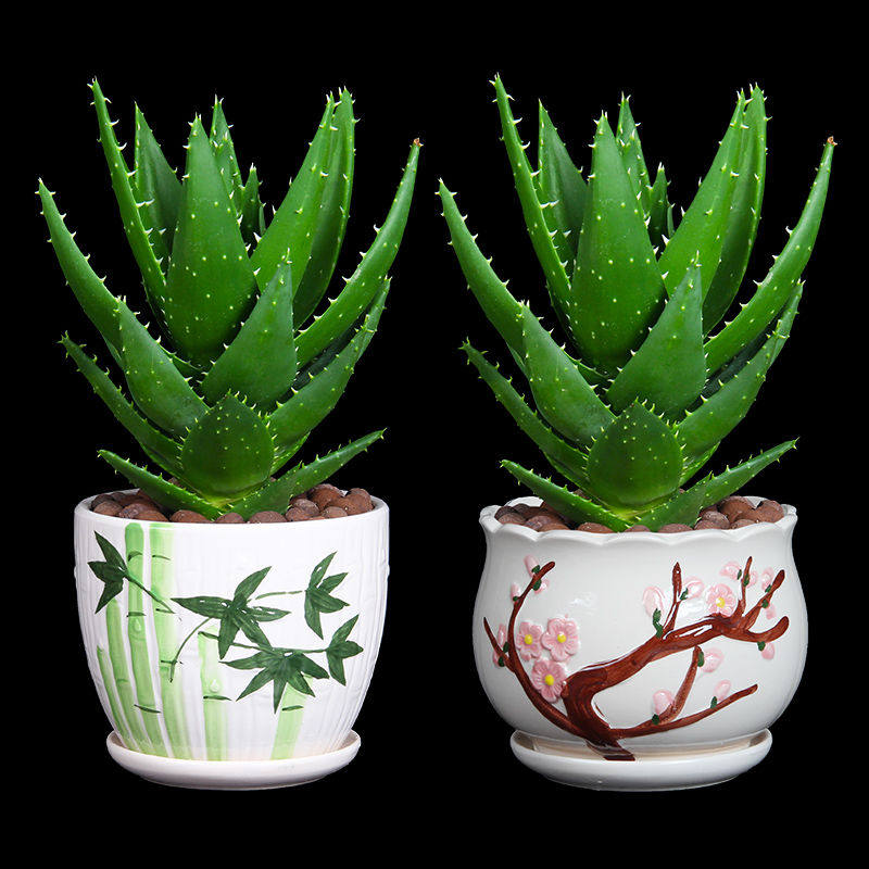 芦荟盆栽不夜城多肉植物耐旱好养室内客厅防辐射净化空气阳台花卉,淘宝优惠券,粉丝福利购,淘宝优惠卷