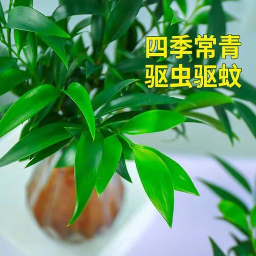 水培新宠驱蚊竹富贵竹水养水培植物室内客厅绿植花卉盆栽四季常青 - 图1