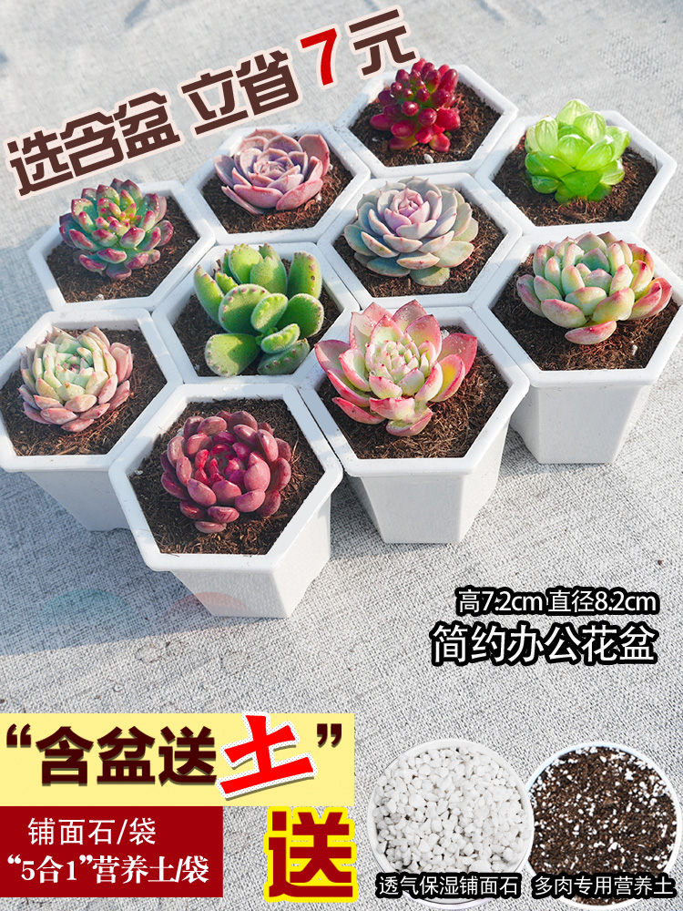 多肉植物室内组合小花卉秋天盆栽冰梅套餐办公桌新款绿植含盆带土-图0