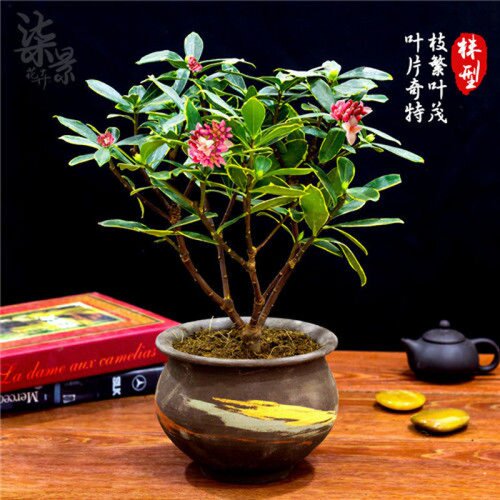 金边瑞香耐寒花卉观花植物室内带花浓香型观花盆栽四季盆景绿植花 - 图1
