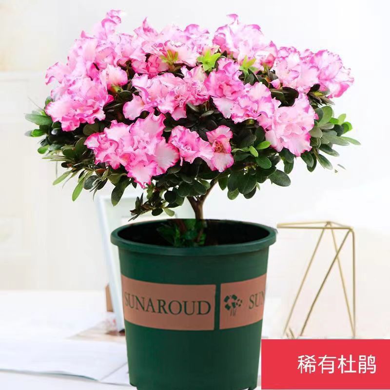 【带花苞原土】杜鹃花苗盆栽花卉植物室内外客厅阳台绿色植物盆景 - 图2