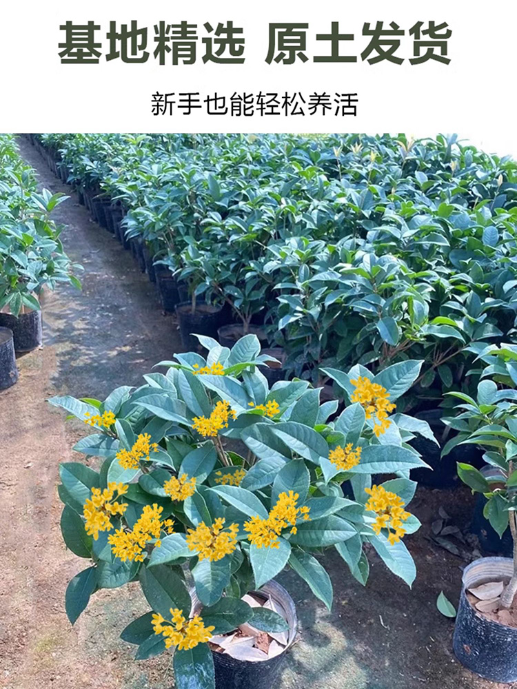 桂花盆栽室内客厅四季桂花绿植金桂树苗花卉浓香型阳台四季开花 - 图2