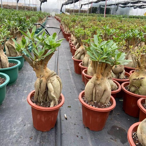 沙漠玫瑰四季盆栽花苗重瓣带花老桩好养阳台开花花卉多肉植物 - 图3