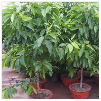 庭院盆栽绿化黄兰黄果兰白玉兰黄葛兰黄桷兰嫁接白兰花苗花卉树苗_虎窝淘