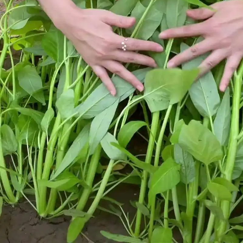 三叉空心菜种子青梗小叶空心菜籽四季通菜蕹菜小叶三叉戟空心菜孑-图1