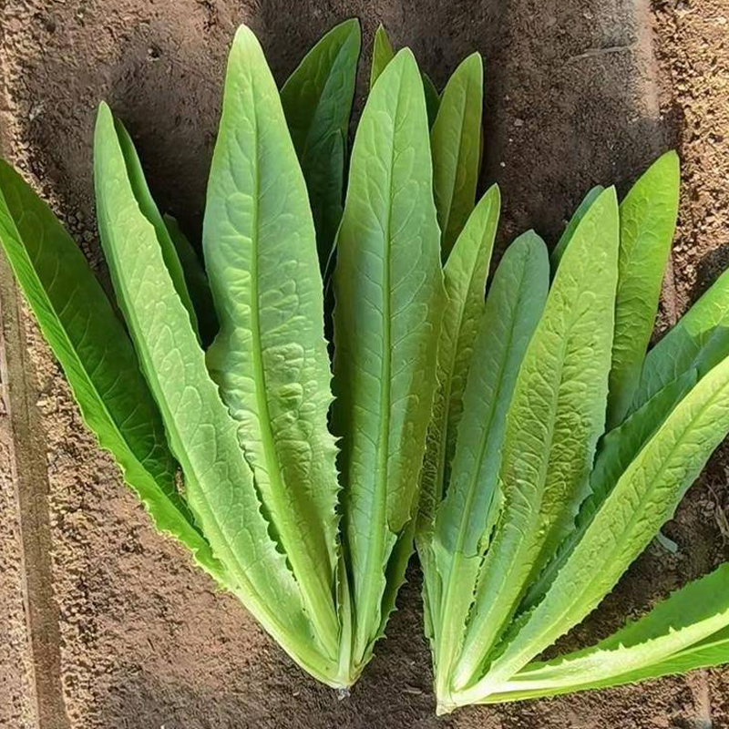 油麦菜种子四季紫色油麦菜籽蔬菜种籽油麦菜籽种四季青菜菜种大全 - 图0