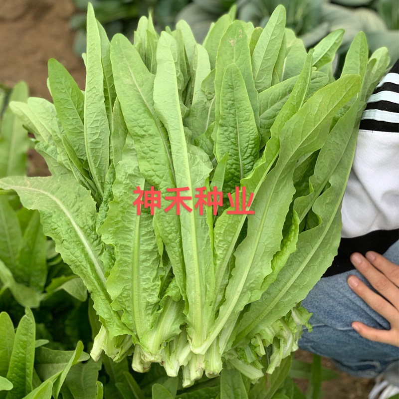 油麦菜种子四季紫色油麦菜籽蔬菜种籽油麦菜籽种四季青菜菜种大全 - 图2