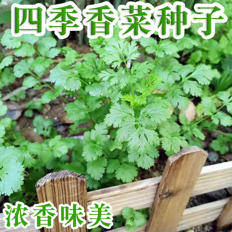 香菜种子四季阳台盆栽蔬菜种孑农家大叶芫荽香菜籽种小叶香菜种籽 - 图1