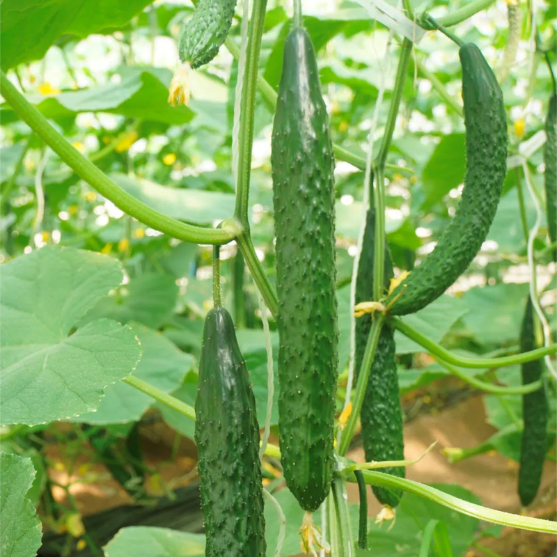 蔬菜种子小葱籽菜种菜种子生菜菜籽青菜阳台盆栽菠菜韭菜香菜四季 - 图1