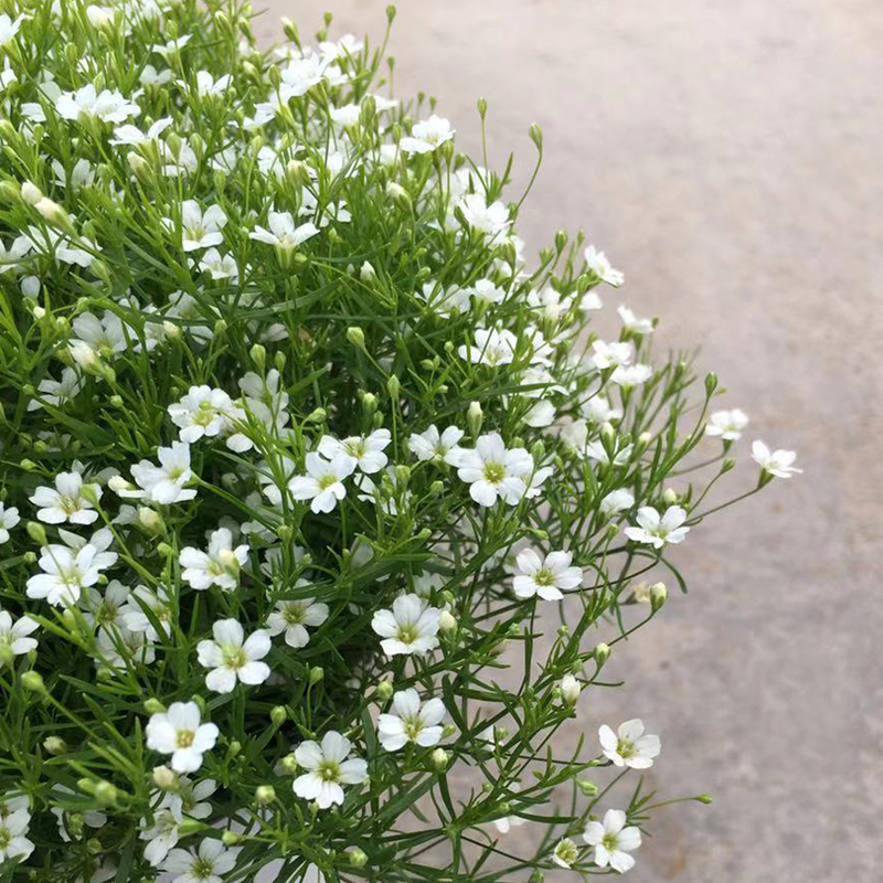 满天星鲜花盆栽带花苞四季开花室内阳台情人节祝福爱人绿植花卉苗