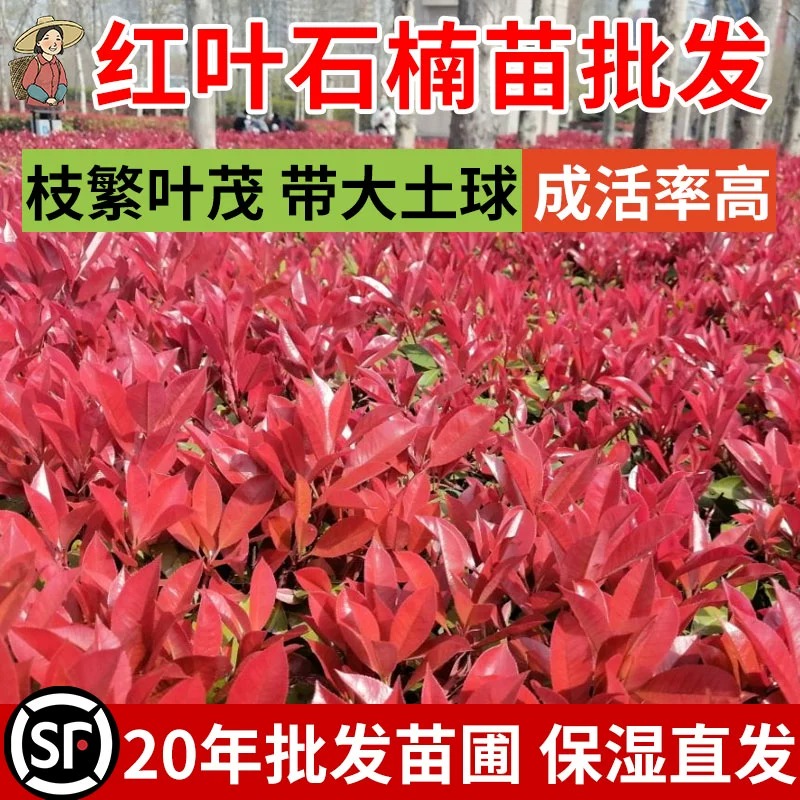 红叶石楠树苗小苗四季常青火焰红绿化工程绿篱公园花园庭院苗木树 - 图0