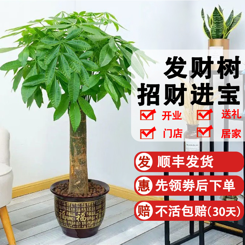 发财树客厅绿植室内大盆栽新家吸除甲醛植物开业送礼乔迁办公前台