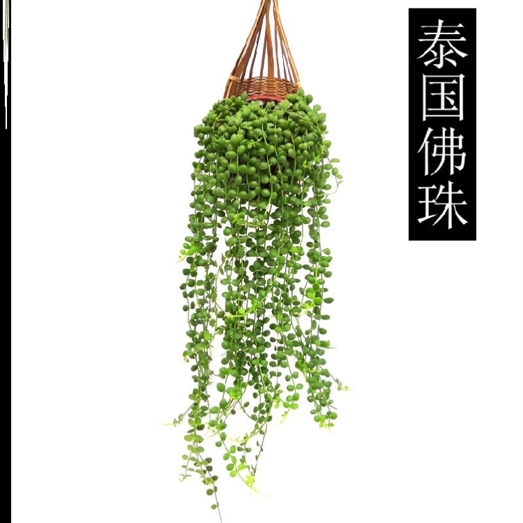 吊兰花盆2021新款垂钓型植物新品种垂吊室内盆栽好养常青藤钓兰 - 图0