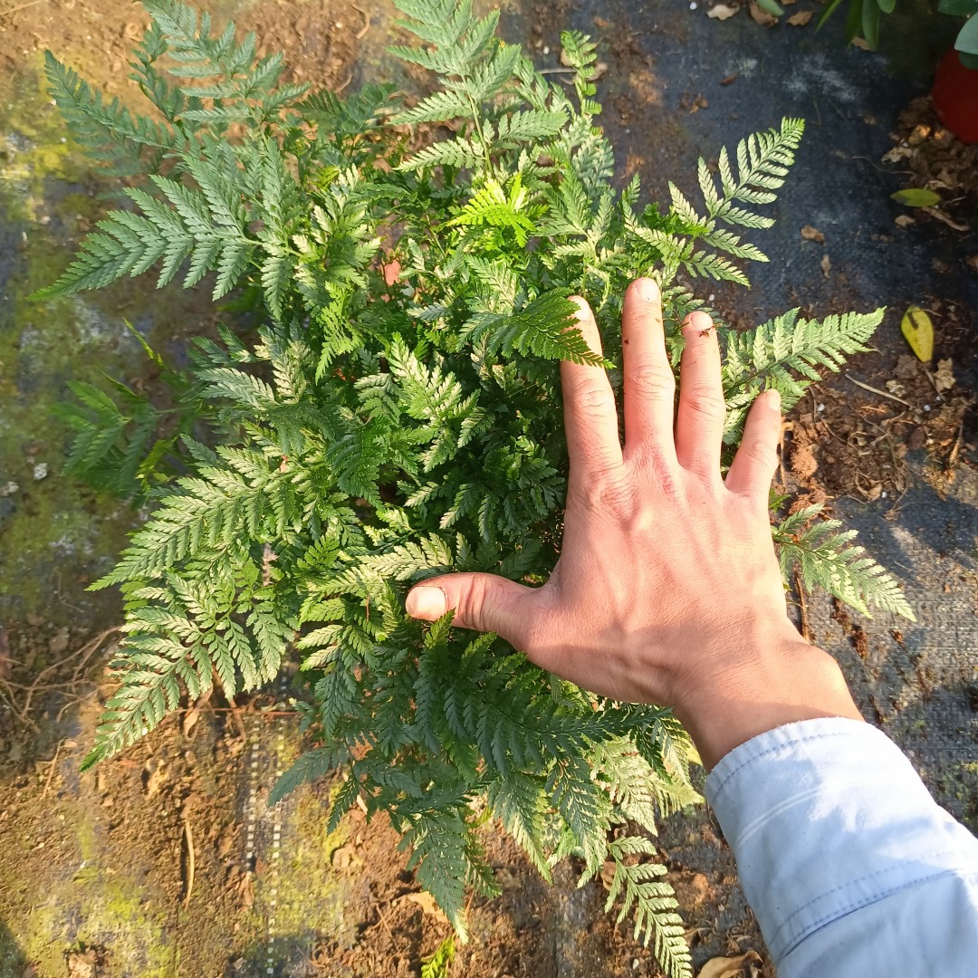 狼尾蕨盆栽植物小蕨银线蕨室内桌面蕨类绿植墙微景观雨林缸耐阴寒 - 图1