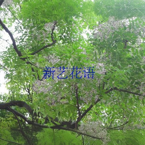 苦楝树苗庭院绿化行道风景树苗楝树楝枣苦楝树厂区绿化风景树苗 - 图2