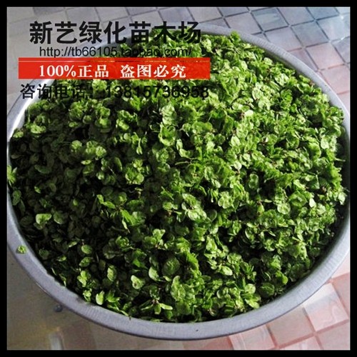 榆钱树苗榆树苗可以吃的榆钱树风景树盆景素材地栽榆钱树庭院树苗 - 图3