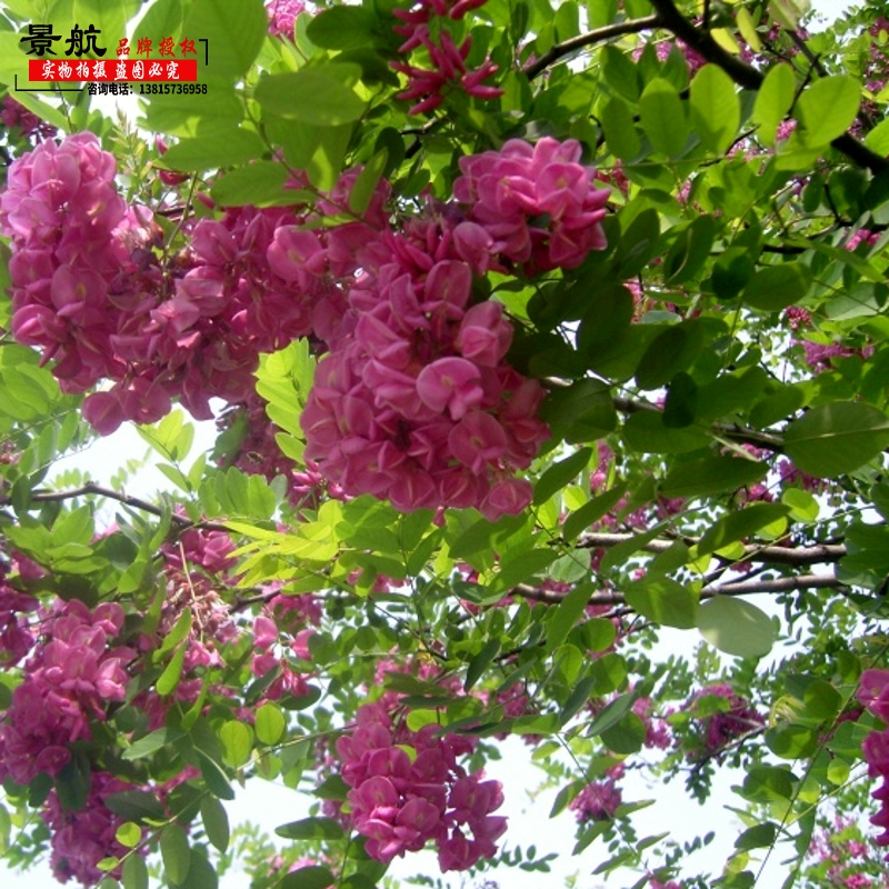 槐树苗香花槐红花槐黄花槐香花槐紫花槐黄花槐树苗彩色槐树苗-图0